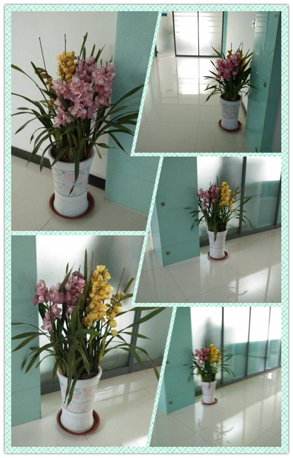 青島凱能鍋爐蘭花 青島凱能鍋爐蘭花