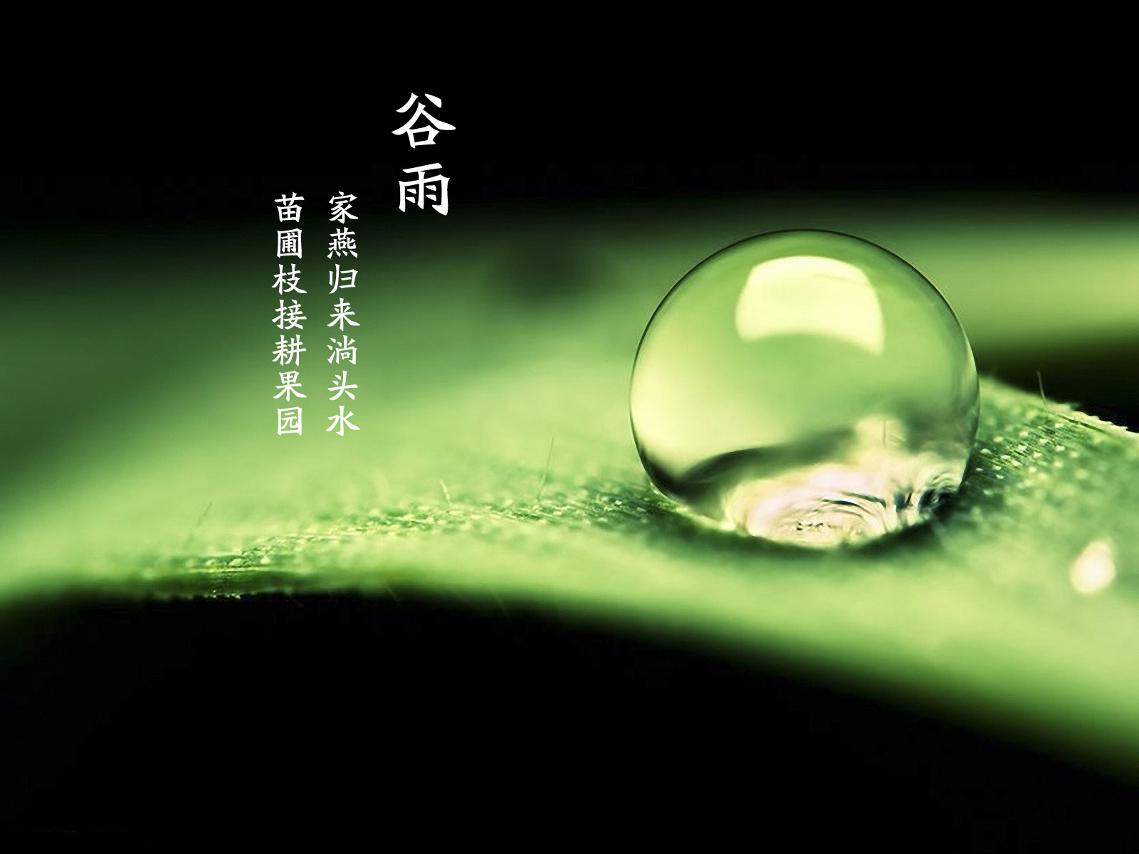 谷雨已至您還在猶豫嗎? 谷雨已至您還在猶豫嗎?