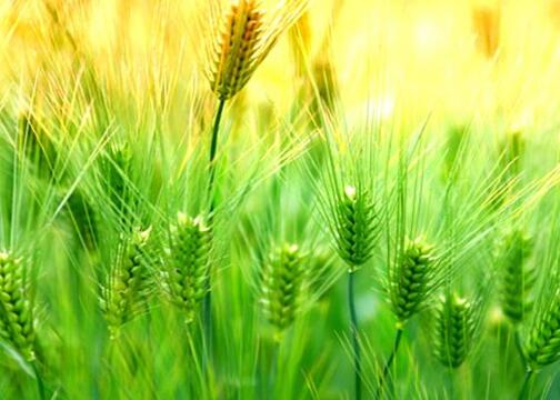 凱能科技節日問候 凱能科技節日問候